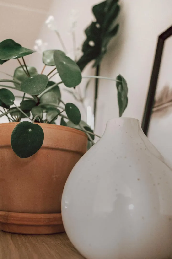 Interior pot plant